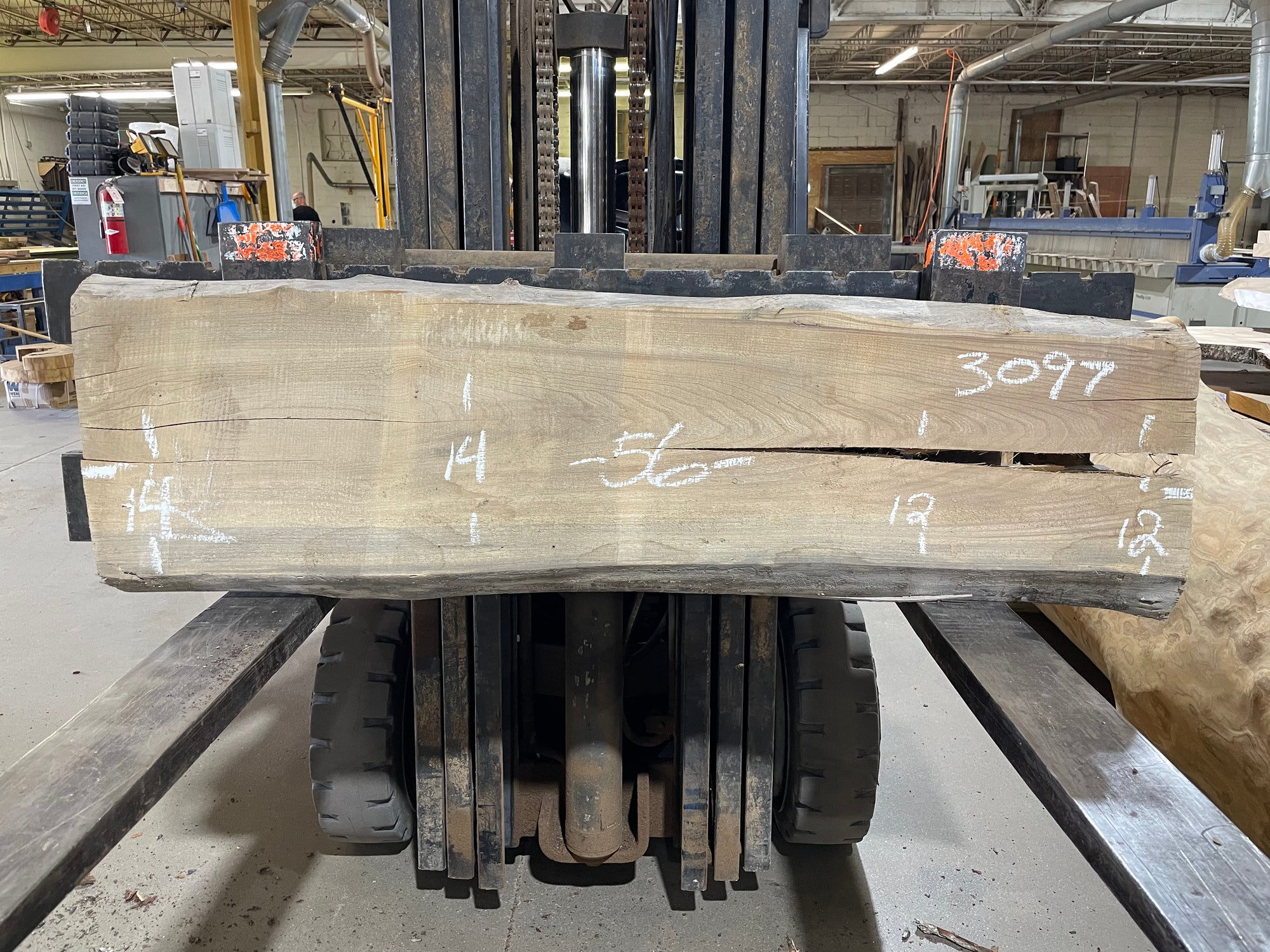 American Elm (3097) 56” L x 12-14” W x 2” T